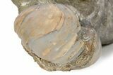 Calcite-Replaced Ammonite (Aegasteroceras) Cluster - England #243491-4